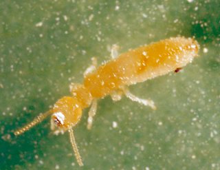 Termites et prévention : il faut associer les solutions (page 5)